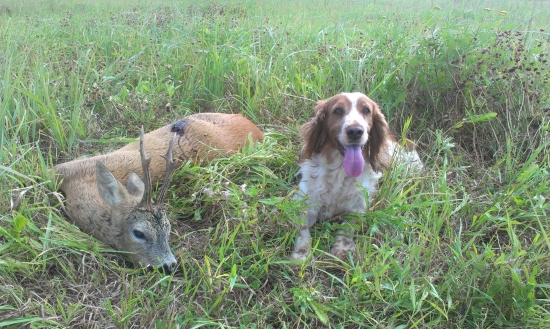 úspešná dohladávka