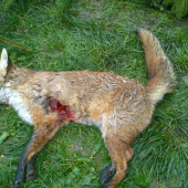 Minuloročná spoločná poľovačka