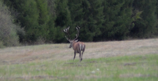 Ruja 2015