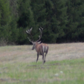 Ruja 2015