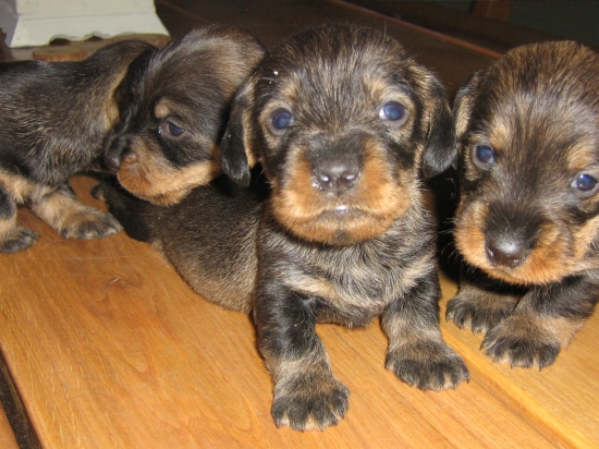 naše 3oj týždňové šteniatka jazvečíka hrubosrstého