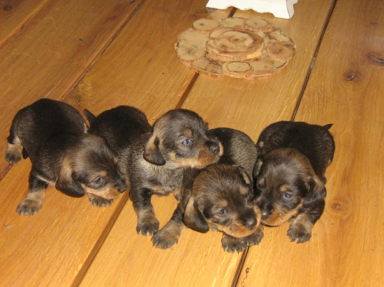 naše 3oj týždňové šteniatka jazvečíka hrubosrstého