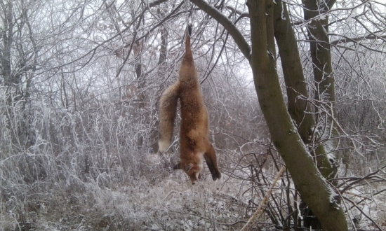 kamarátov úspech - líška