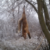kamarátov úspech - líška