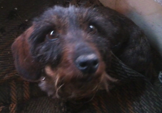 dnes odišla do psieho neba moja Kasta