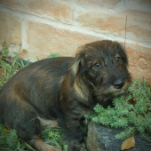4-or mesačná Cora