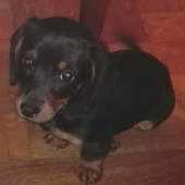 Tinka