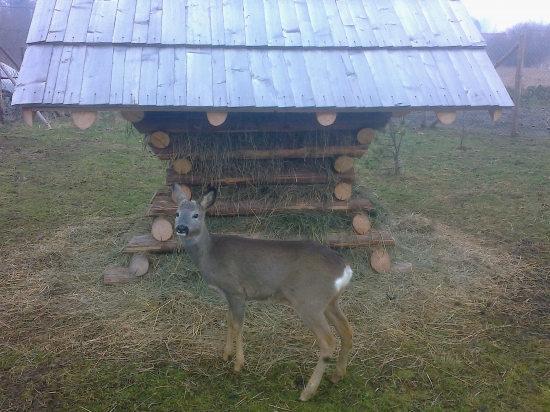 Do obory patrí aj nový krmelec