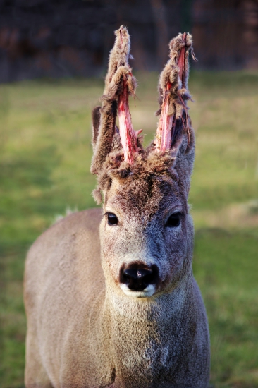 Vytlčený, nevytlčený idem