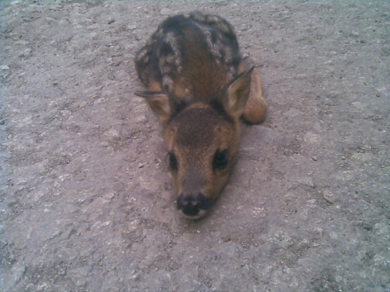 Nečakané prekvapenie
