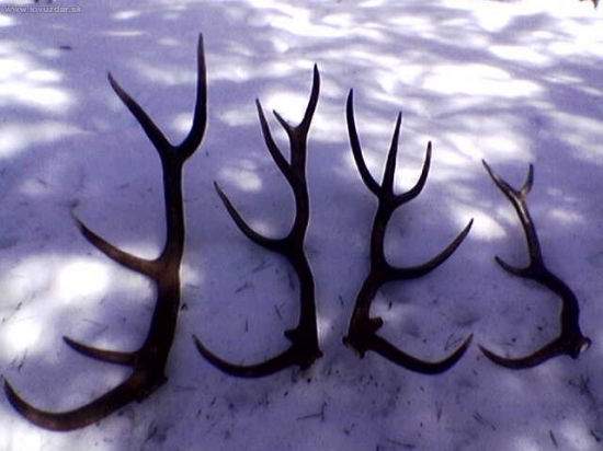 10.torak a este 3 kusky...