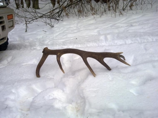 Prvy tohorocny-14.torak-2.90kg.Skoro prejdeny autom(-: