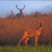 Na horizonte a pod ním