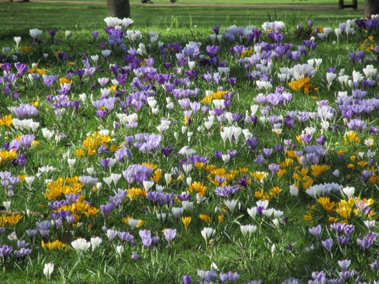 londýnske šafrány