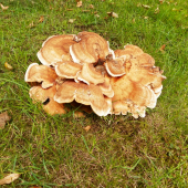 vejárovec obrovský