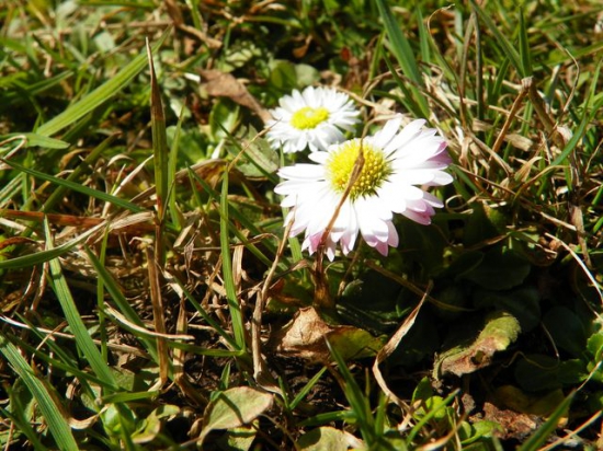 sedmokráska obyčajná