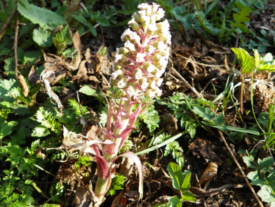 deväťsil lekársky