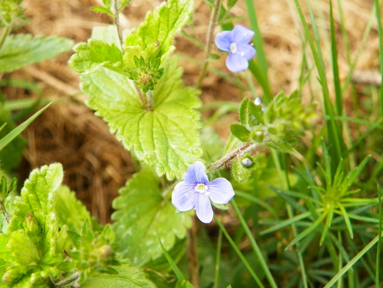 veronika obyčajná