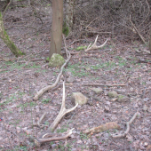 dnešná prechádzka