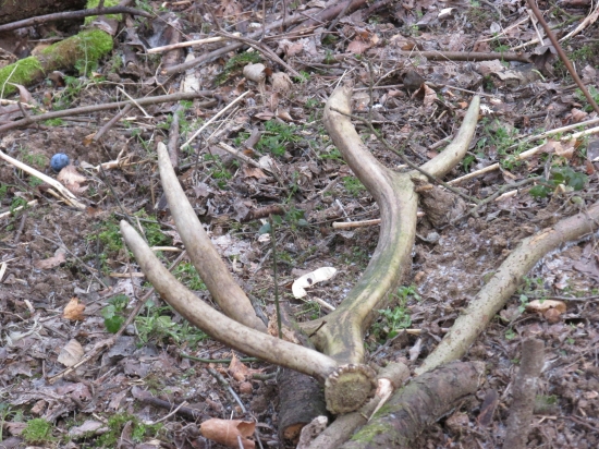 starší ale potešil