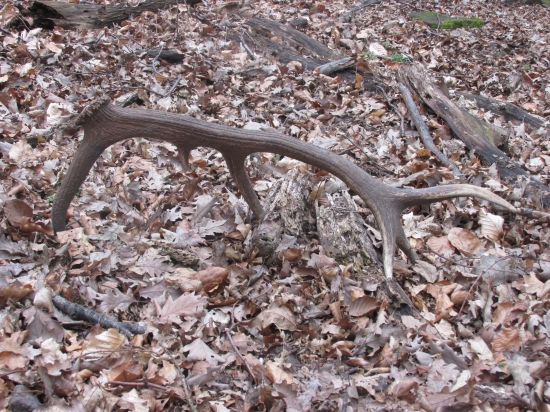 raňajšia vychádzka