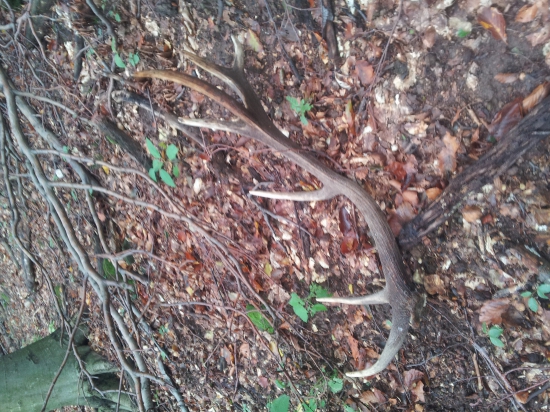 este stale sa da najst