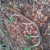 este stale sa da najst