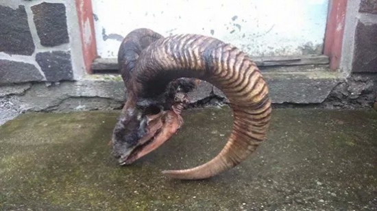 muflón