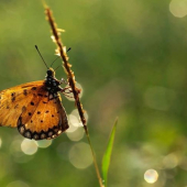 Motyl