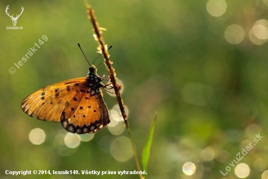 Motyl