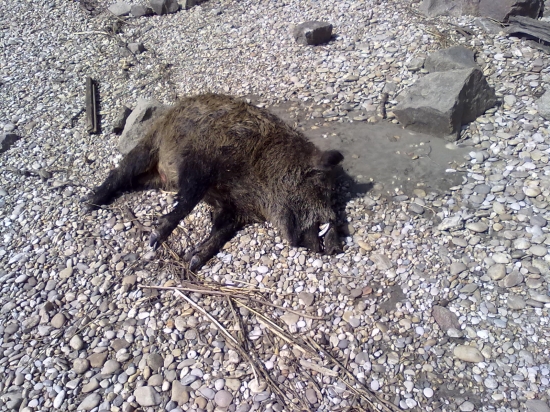 Na ľavom brehu Dunaja