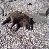 Na ľavom brehu Dunaja