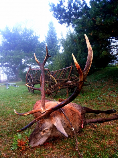 Pán jeleň na výrade