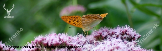 motyl