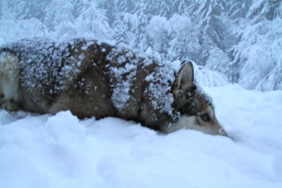 Lajka -Valcianska dolina