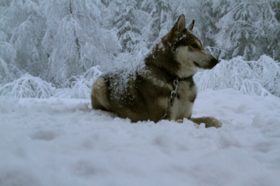 Lajka -Valcianska dolina