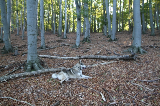 SRATIL SA V SMOLENICIECH