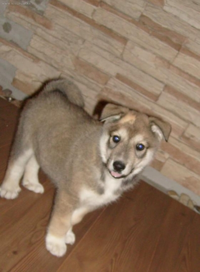 zapadosibirska lajka novy clen rodiny