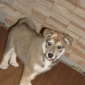 zapadosibirska lajka novy clen rodiny