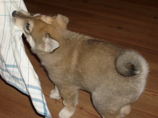 zapadosibirska lajka novy clen rodiny