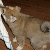 zapadosibirska lajka novy clen rodiny