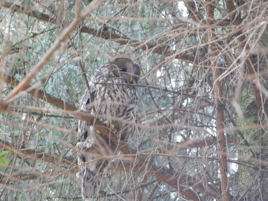 sova lesná (Strix aluco)