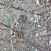sova lesná (Strix aluco)