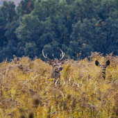 Jeleňčok a jelenice
