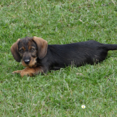 Félix oddychuje
