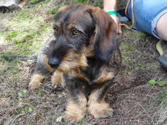 felix červený hrun