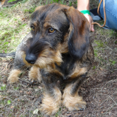 felix červený hrun