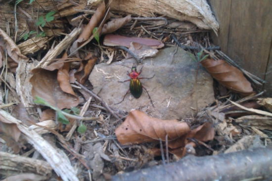 Aký je to chrobák?