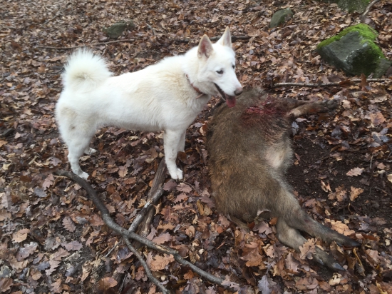 Buria pri svojom prvom diviakovy