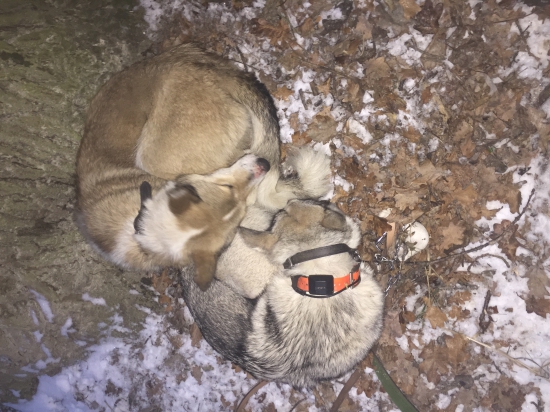 kočky oddychuju.....